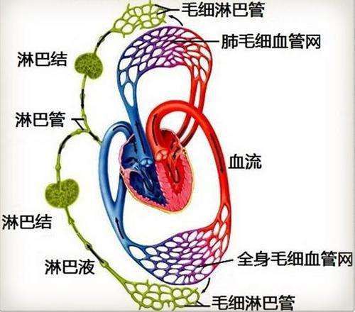 淋巴瘤新药