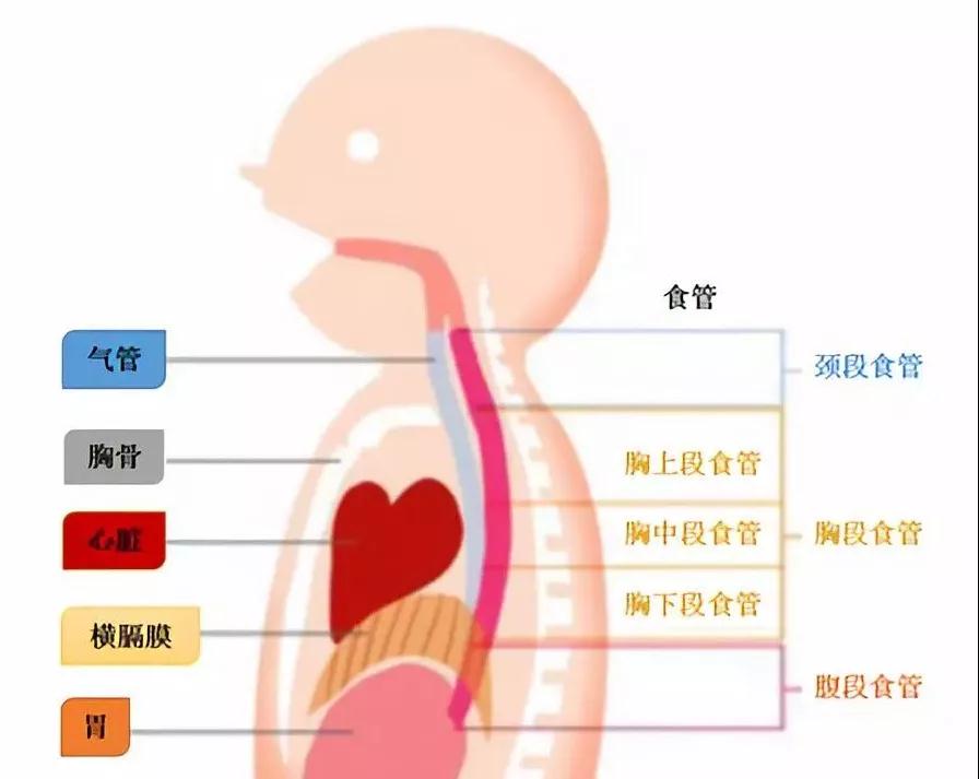 厚朴名医福永哲日本是如何治疗食管癌的