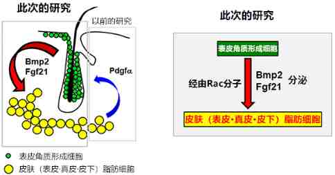神户大学新发现，有望通过皮肤治疗肥胖症