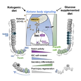 出国看病:知道吗?生酮饮食可以保证肠道内壁健康、调节干细胞的分化