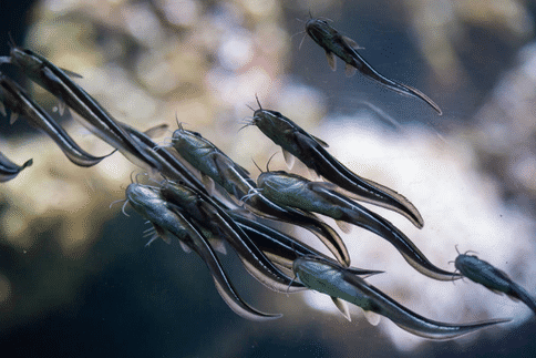 出国看病:研究发现海鳗的重要蛋白,对囊性纤维化疾病治疗十分关键