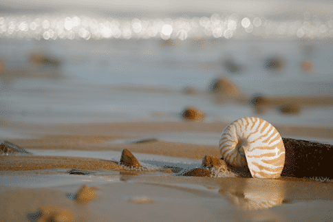 出国看病：打破常规！一种芋螺毒素被批准用于慢性疼痛治疗