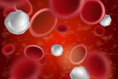 白细胞抗原变体越多，想免疫细胞提供的病原体越多