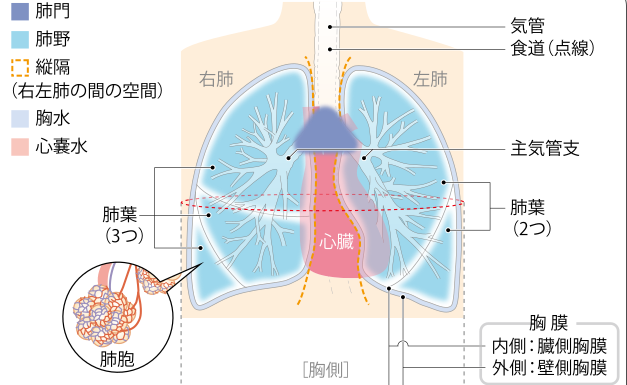 日本肺癌治疗医院